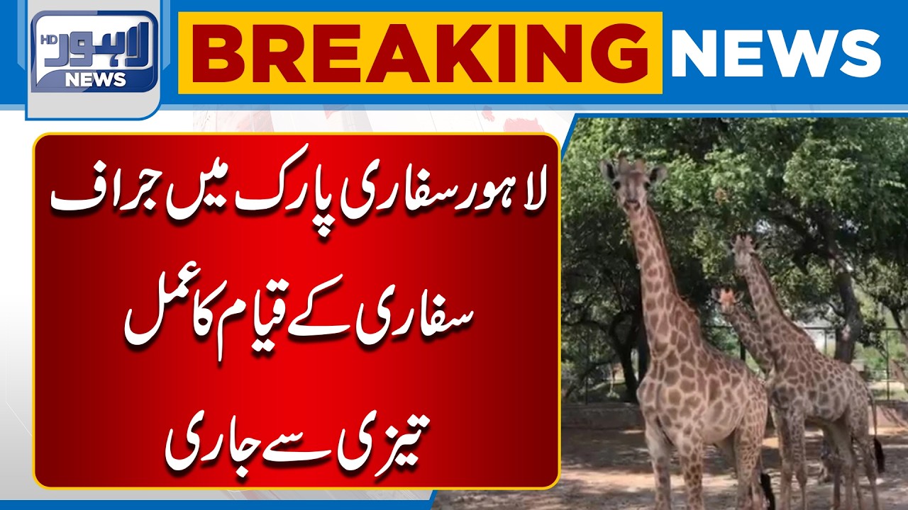 Giraffe Safari Coming to Lahore Safari Park! Development Work in Full Swing | Breaking News