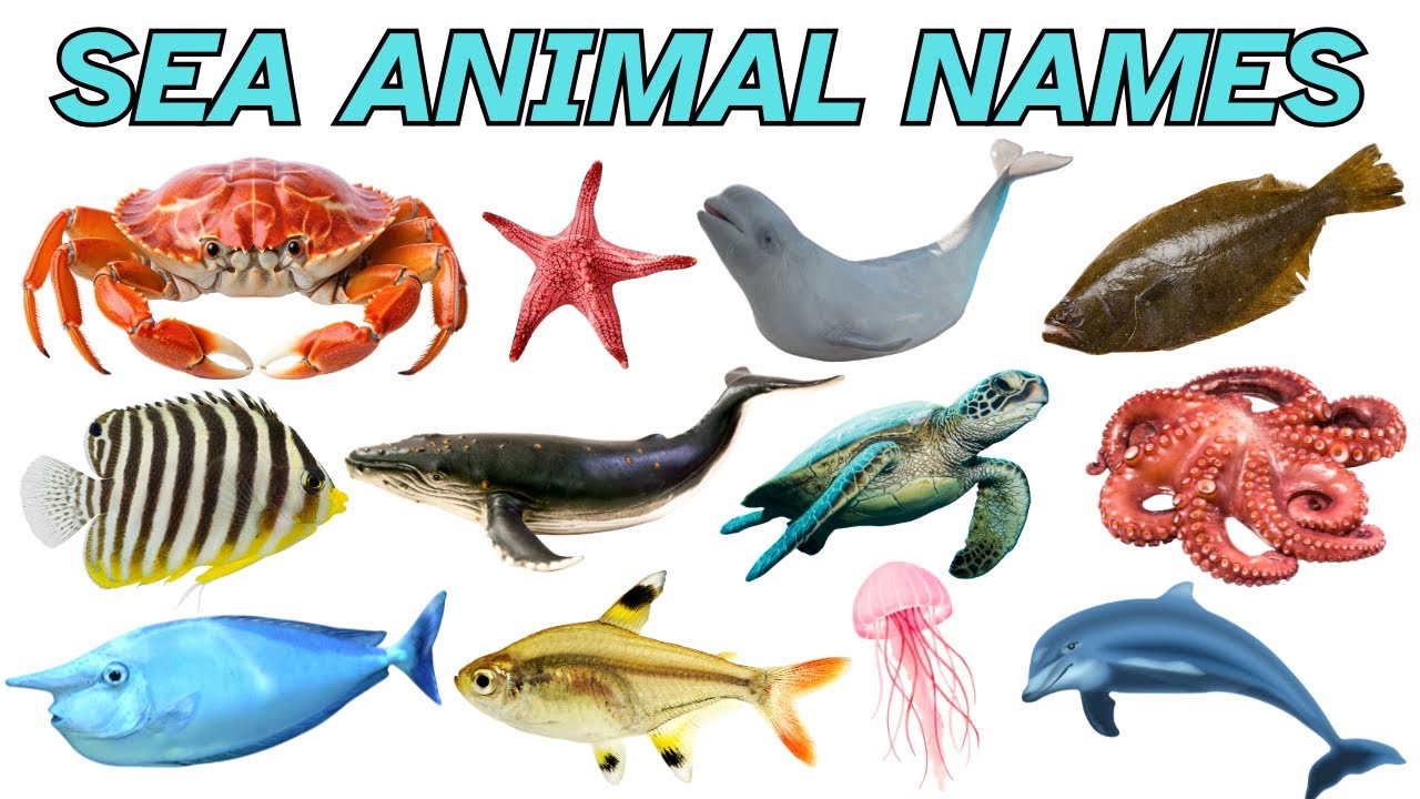 Sea Animals for Kids | Learn A to Z Sea Animals Names in English with Pictures | Water Animals