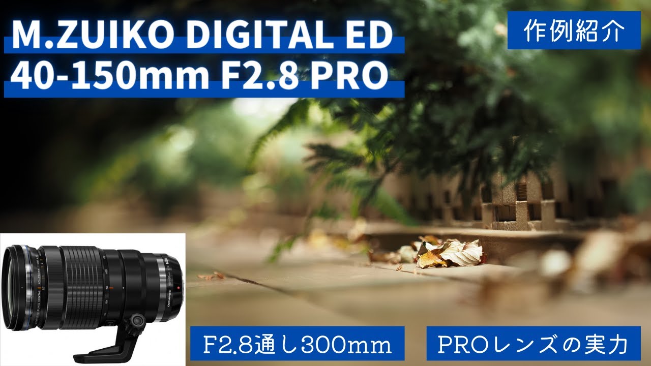 【レンズ紹介】M.ZUIKO DIGITAL ED 40-150mm F2.8 PRO 作例紹介 PROレンズの実力 明るさ、機動性、近接性能最高レベルの望遠レンズ【OM SYSTEM】