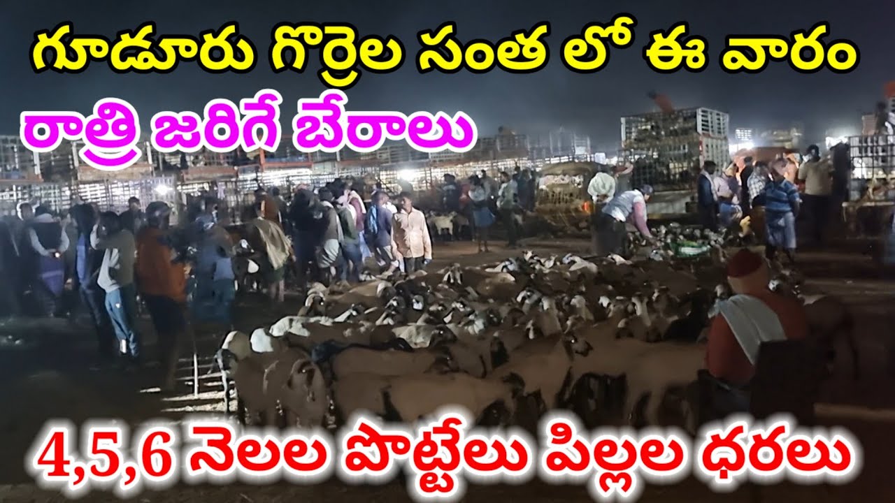 Gudur sheep market Today 9 1 2026 గూడూరు గొర్రెల సంత లో పొట్టేలు పిల్లల ధరలు #market