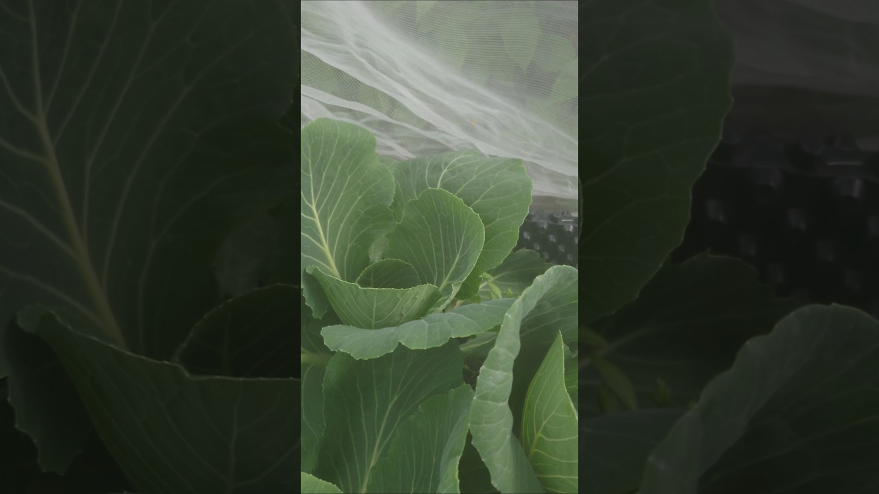 Pointed Cabbage #gardening #mybackyardgarden #organicgardening #garden #vegetables