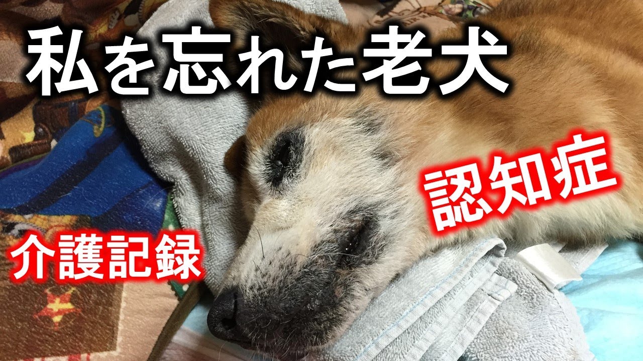 【動く絵本】老犬「殿」の認知症～看取りの記録