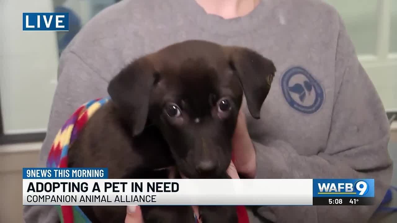 Companion Animal Alliance offering $10 adoption fees on Tuesday