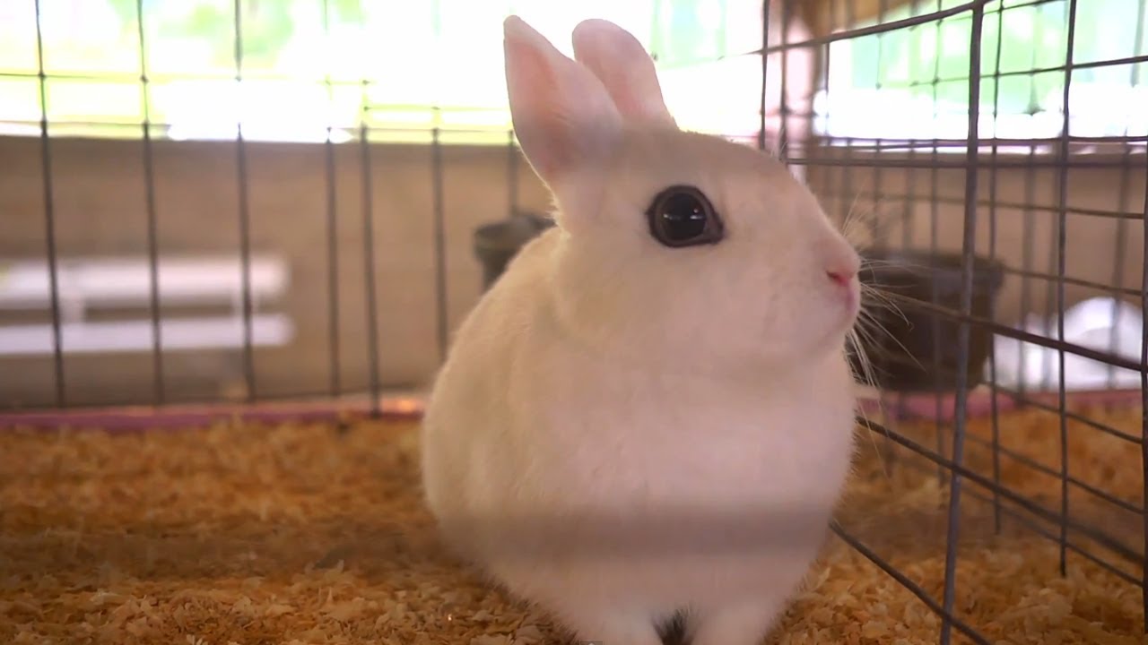 Rabbit Show | Farm Raised With P. Allen Smith