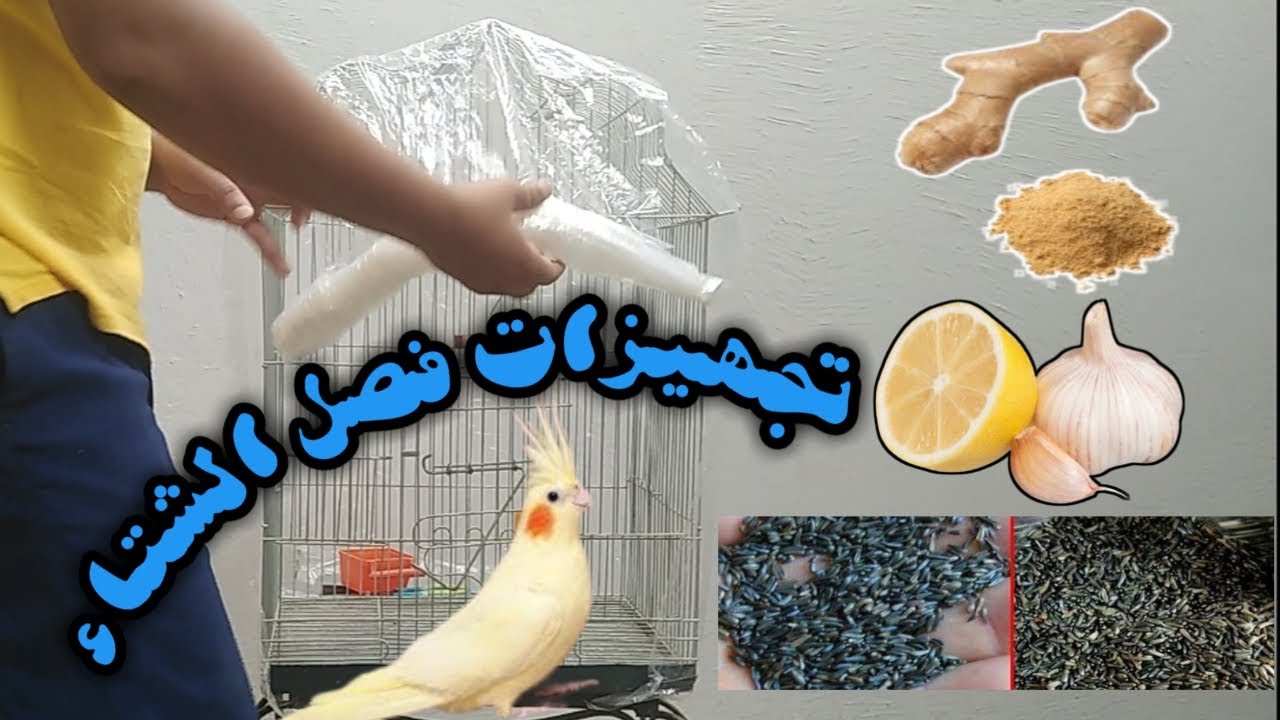 اهم الوجبات في فصل الشتاء وتقفيل قفص العصافير حماية من تيارات الهواء