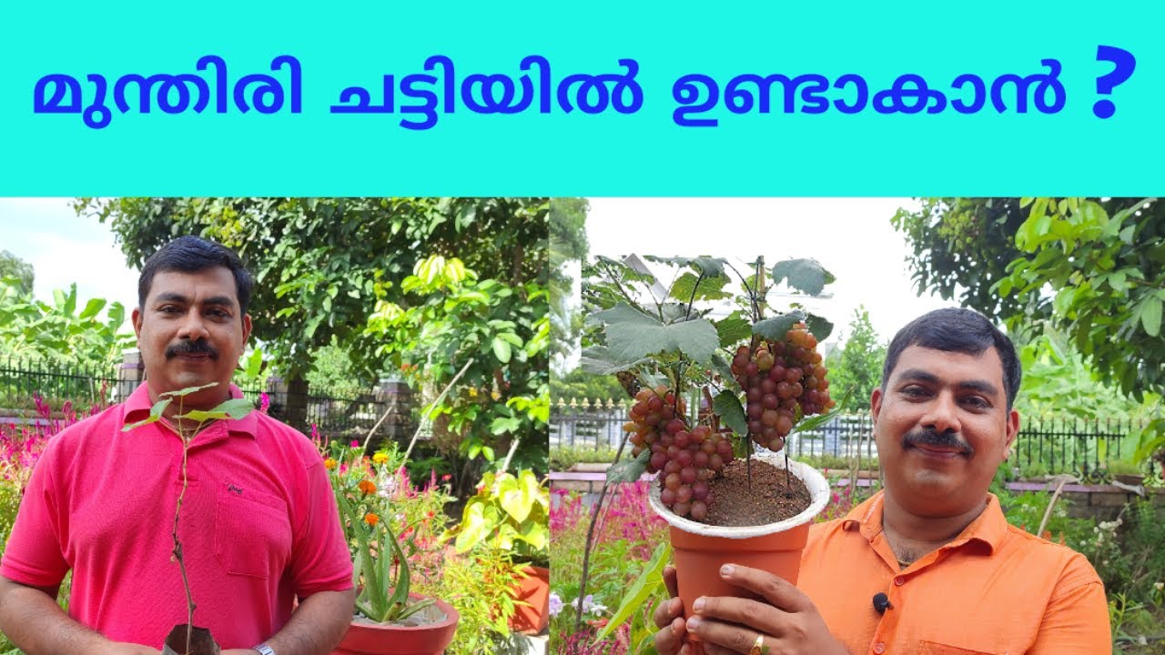 ചട്ടിയിലെ മുന്തിരി കൃഷി/Munthri krishi malayalam/How to plant grape at Home/ Seedless Grapes