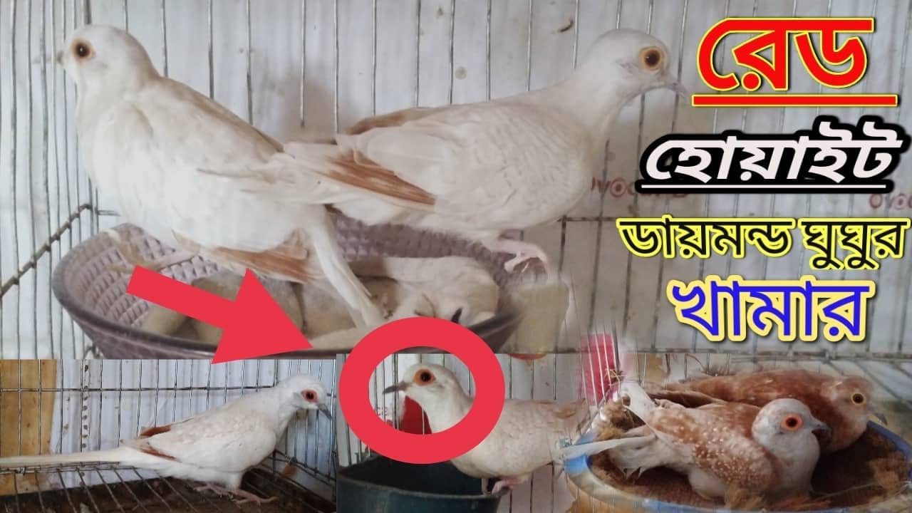 চাকরির পিছনে না ছুটে রেড হোয়াইট ডায়মন্ড ঘুঘু পালন করে।মাসে আয় ২০ হাজার টাকা।Diamond Dove Pakhi Palon