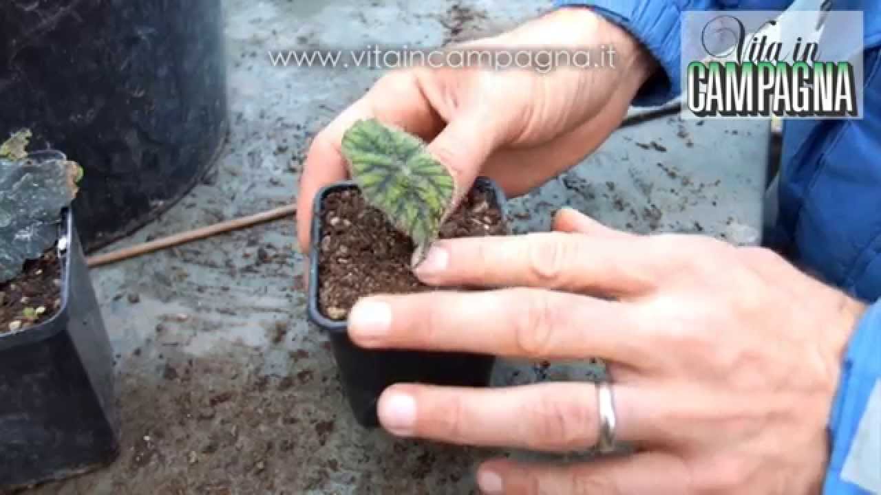 Moltiplicazione delle begonie perenni