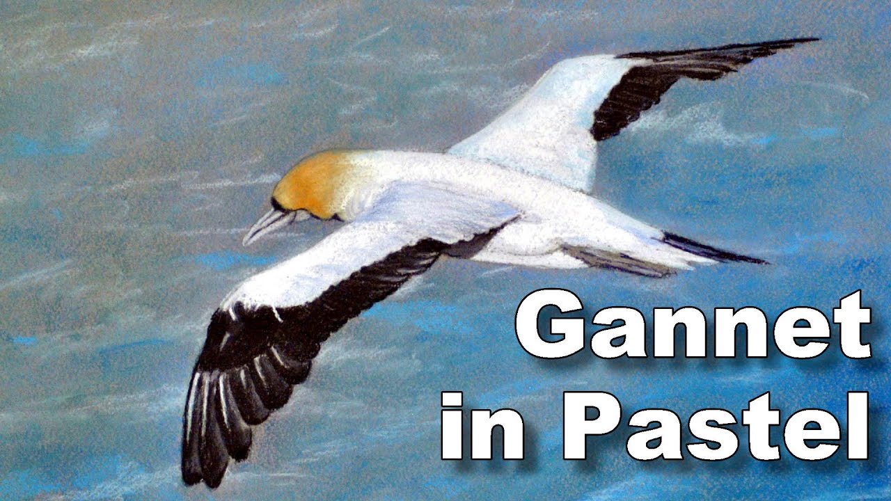 Bird Painting - How to Paint Birds in Pastel - Gannet Time Lapse Drawing