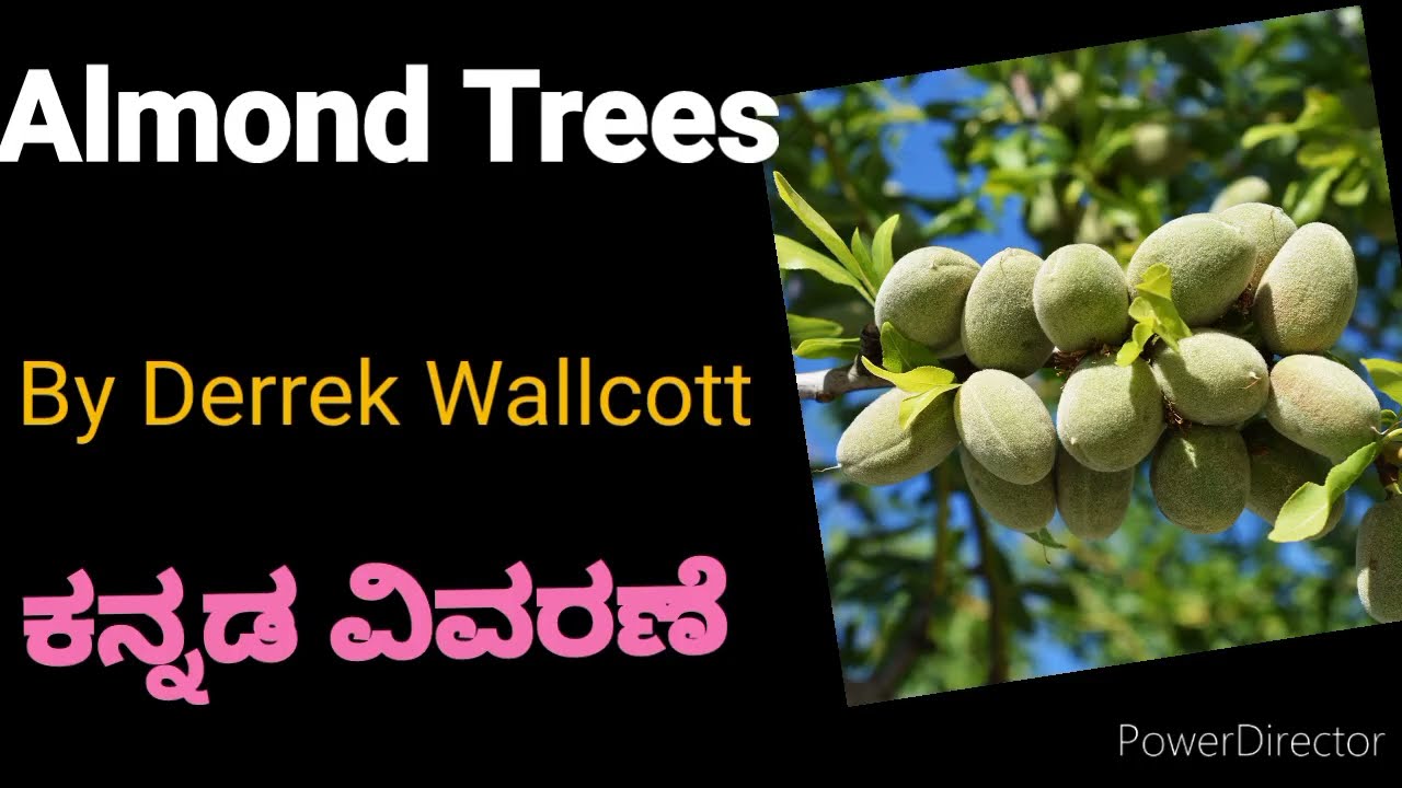 Almond trees in kannada |Derek Walcott |ksou |summary in kannada