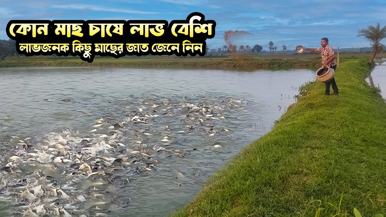 কোন মাছ চাষে লাভ বেশি /লাভজনক কিছু মাছের জাত জেনে নিন || Joynal Fish Farm 2025