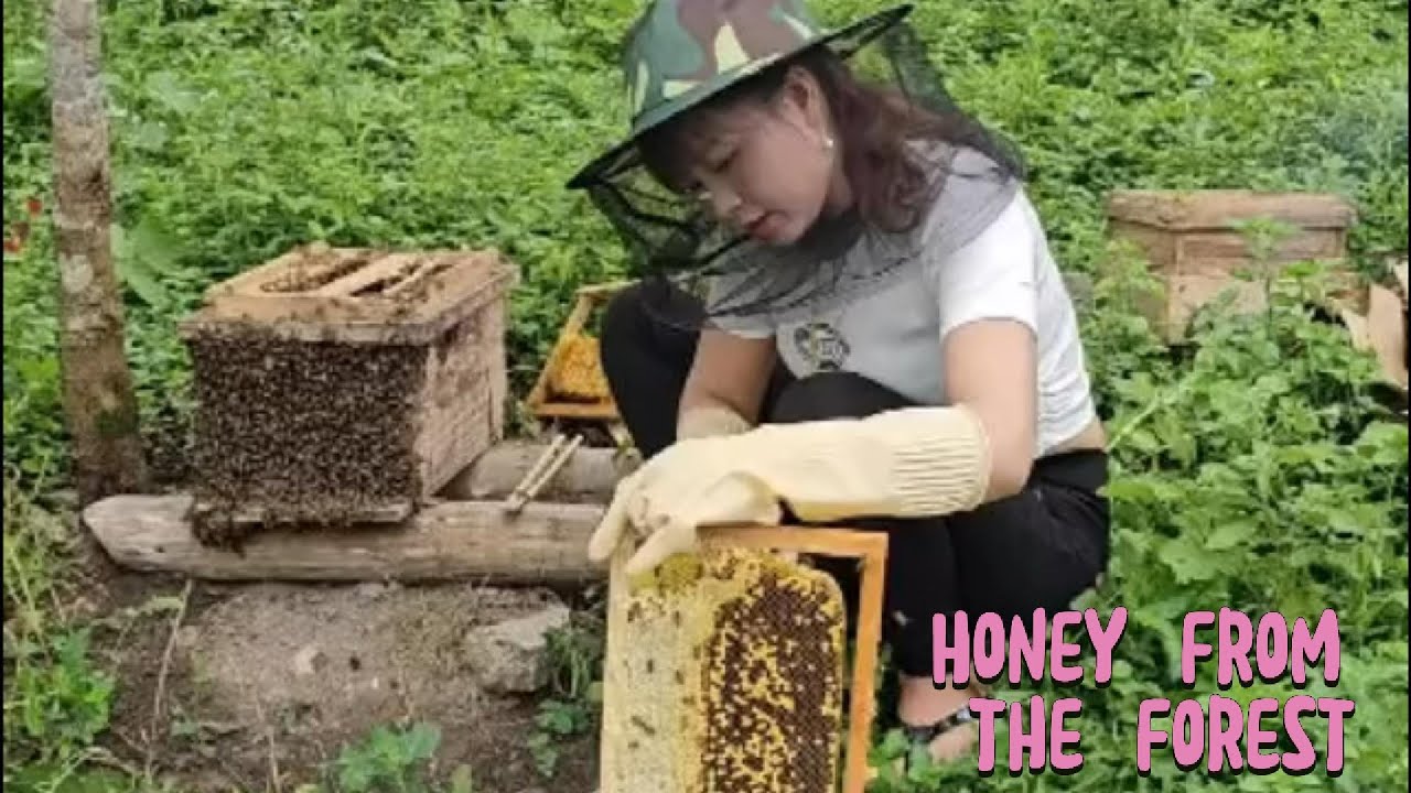 Harvesting Pure Homemade Honey from the Hillside | Human & Nature