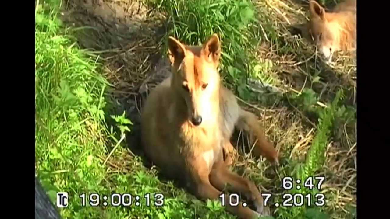 Cohrheulen Steppen und Hochlanddingos