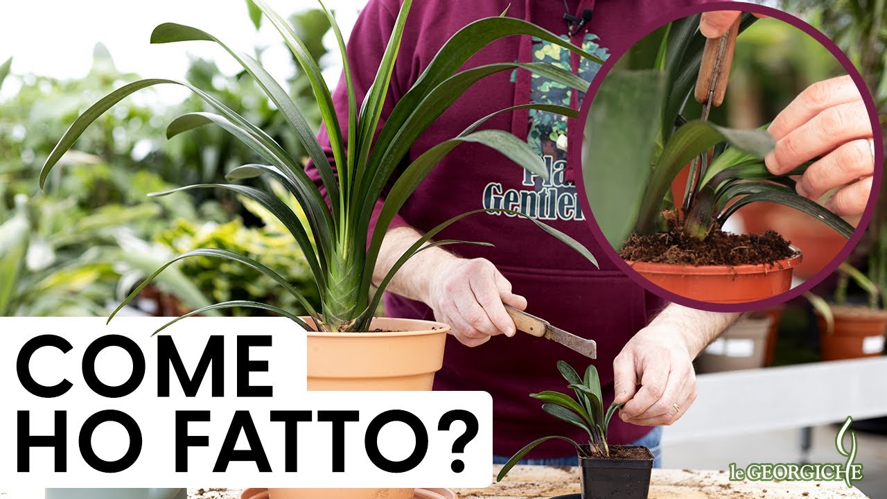 Clivia miniata in inverno: test superato! Propagazione e rinvaso