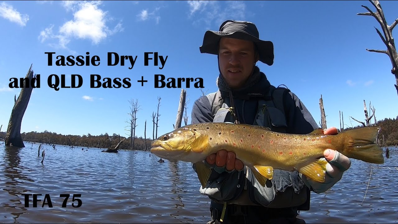 Trout Behaving Poorly on Dry Fly | QLD Barra and Bass | TFA#75
