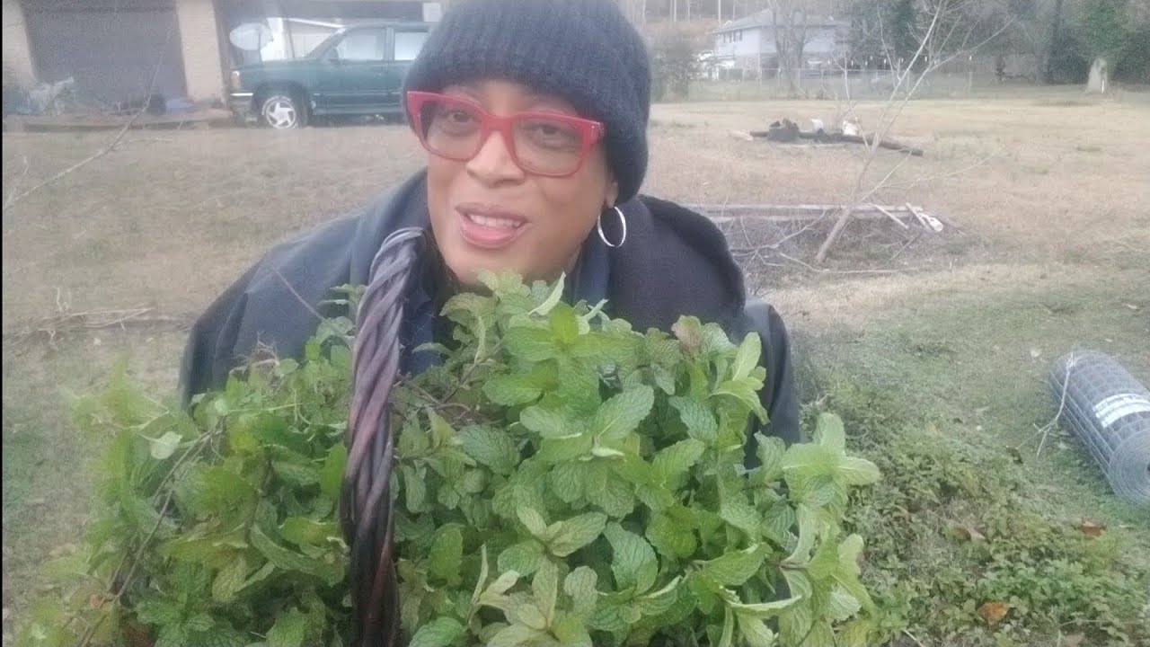 Сбор мяты перед заморозками.