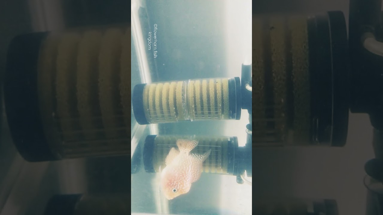 flowerhorn GBKML grooming on process... #flowerhorn #flowerhornbreeding #fish
