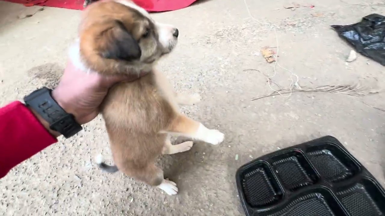 Thane mai new puppies 