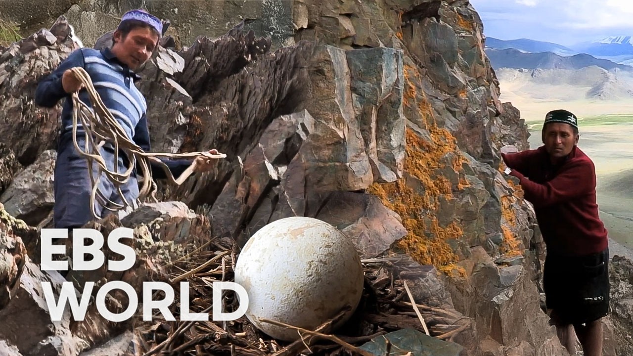 Охота запрещена, так почему же беркутчи воруют орлят? #PICKDOCU