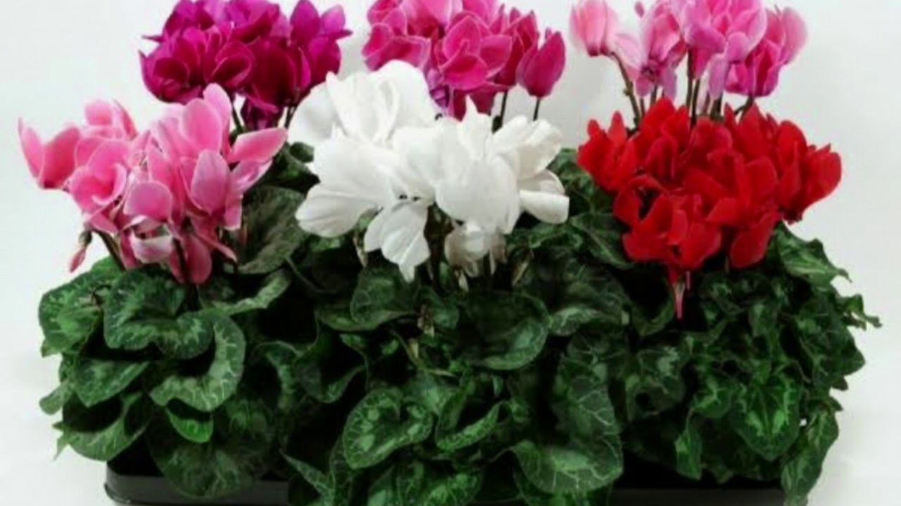 Sıklamen (Cyclamen) &Ccedil;i&ccedil;eği Bakımı