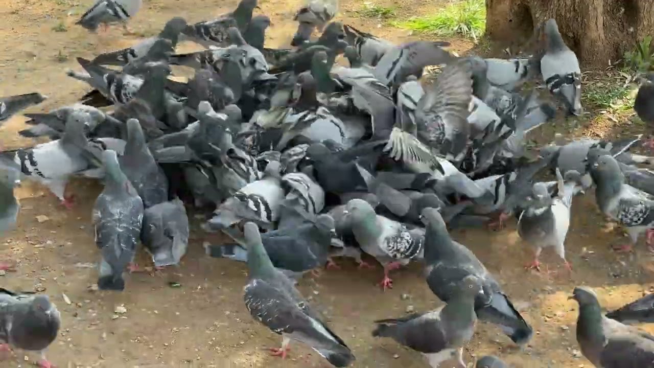 Pigeons flocking on the street/Cadlma #pigeon #birds #birdlovers #relaxingscenery #relax #peaceful
