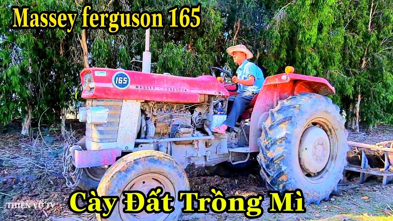 Máy Cày Massey ferguson 165 Dòng Xe Được Anh Em Tây Ninh Rất Ưa Chuộng, Máy Cày Tây Ninh