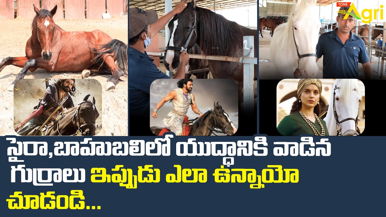 సైరా, బాహుబలిలో యుద్ధానికి వాడిన గుర్రాలు.. ఇప్పుడు ఎలా ఉన్నాయో చూడండి..!!  Horse Riding | Tone Agri