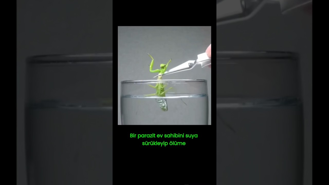 Bir parazit, kurbanını ölüme sürükleyebilir mi?