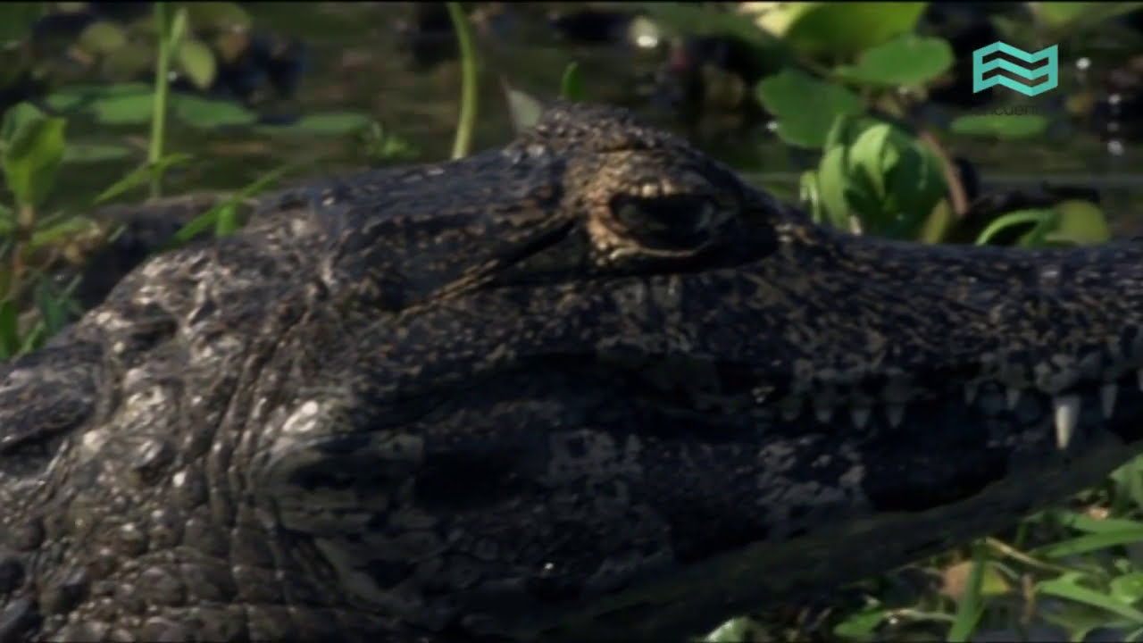 Flora y fauna: Esteros del Iber&aacute; - Canal Encuentro