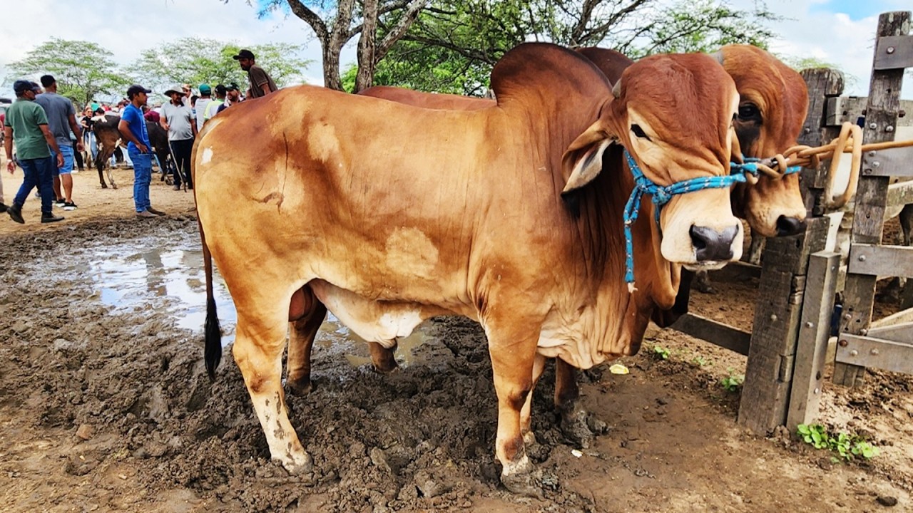 FEIRA DO GADO EM CACHOEIRINHA-PE  12-03-2026 #nordeste