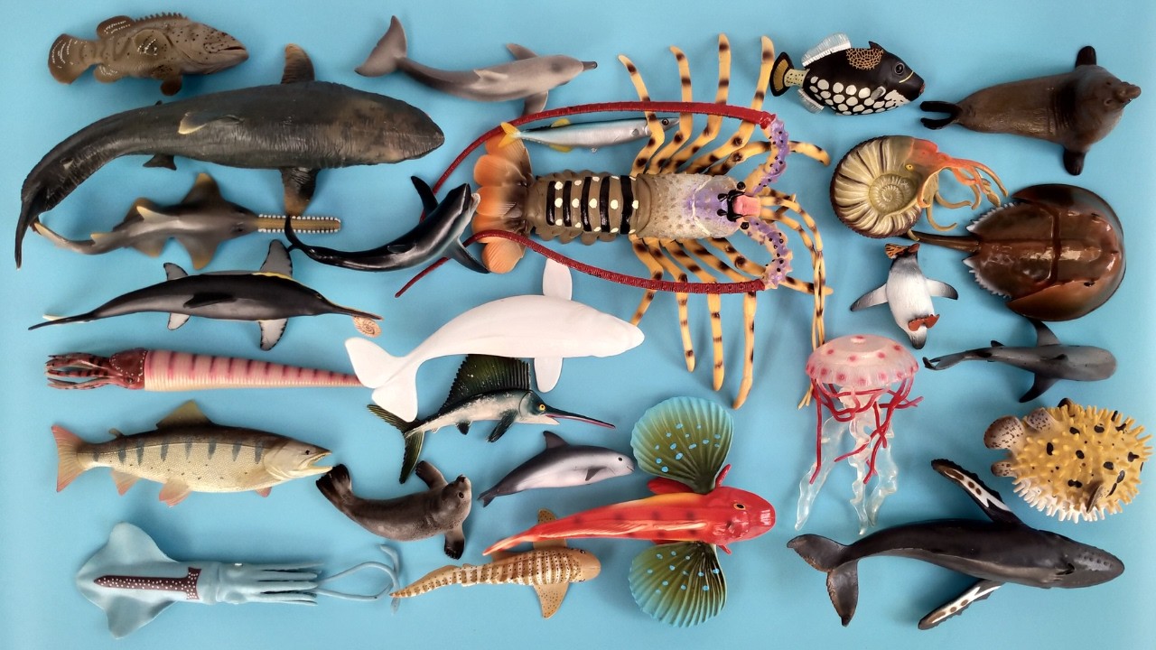 Binatang Laut, Hiu Zebra, Paus Bungkuk, Ikan Batu, Buntal, Sauri Pasifik, Sonang, Pari Manta, Penyu