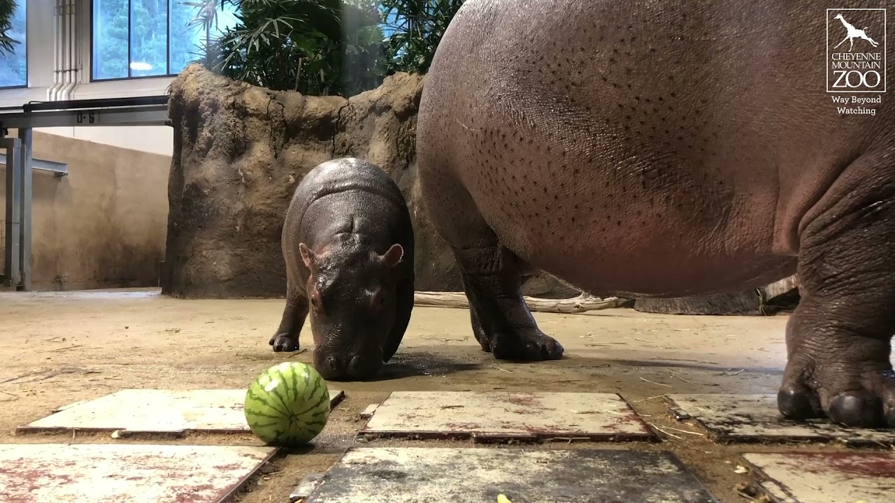 Omo's First Watermelon Smash (Kind Of)
