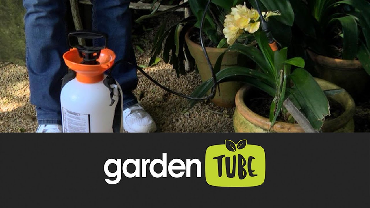 How to get rid of caterpillars on your clivia