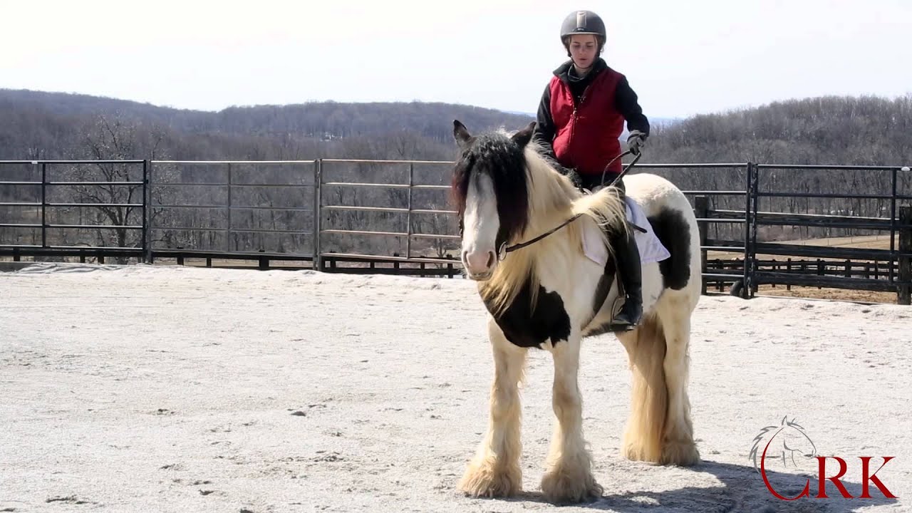 3 Keys to Working with a Young Horse