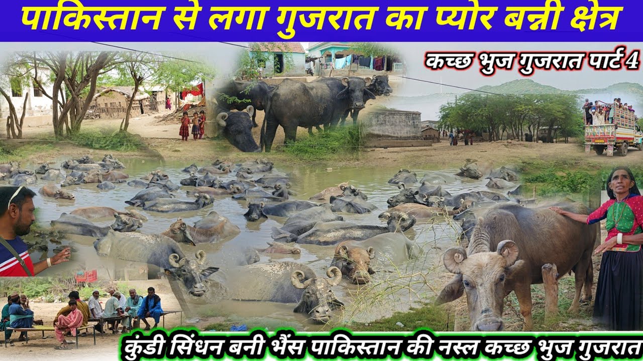 पाकिस्तान से लगा गुजरात का #प्योर_बन्नी क्षेत्र कुंडी सिंधन #भैंस_पाकिस्तान की नस्ल कच्छ भुज गुजरात
