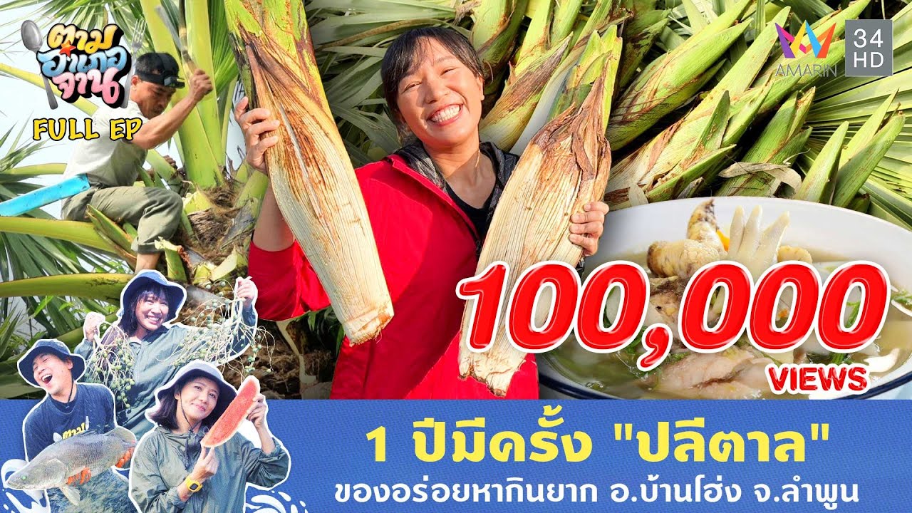 1 ปีมีครั้ง “ปลีตาล” ของอร่อยหากินยาก อ.บ้านโฮ่ง จ.ลำพูน  | ตามอำเภอจาน | 4 ก.พ. 68 Full EP