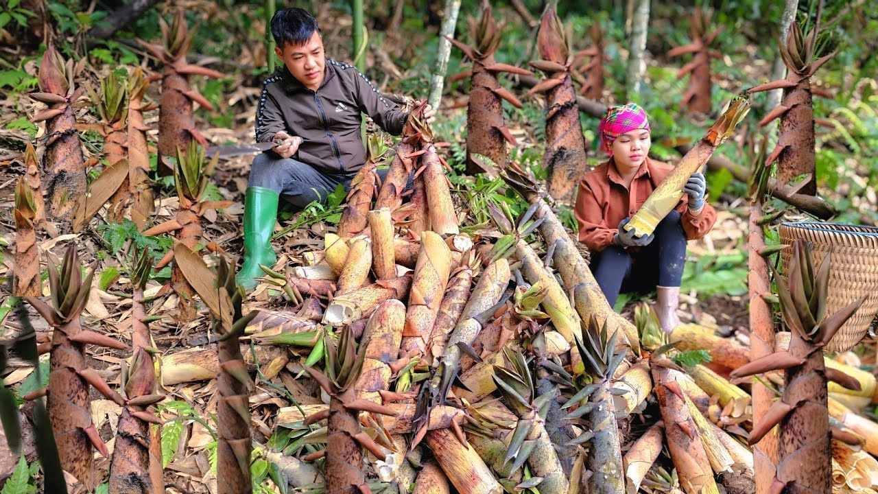 Harvesting bamboo shoots for processing - drying and long-term preservation