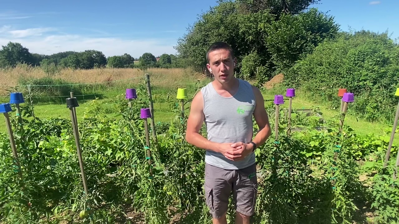 Éviter et soigner le cul noir de la tomate (maladie nécrose apicale)