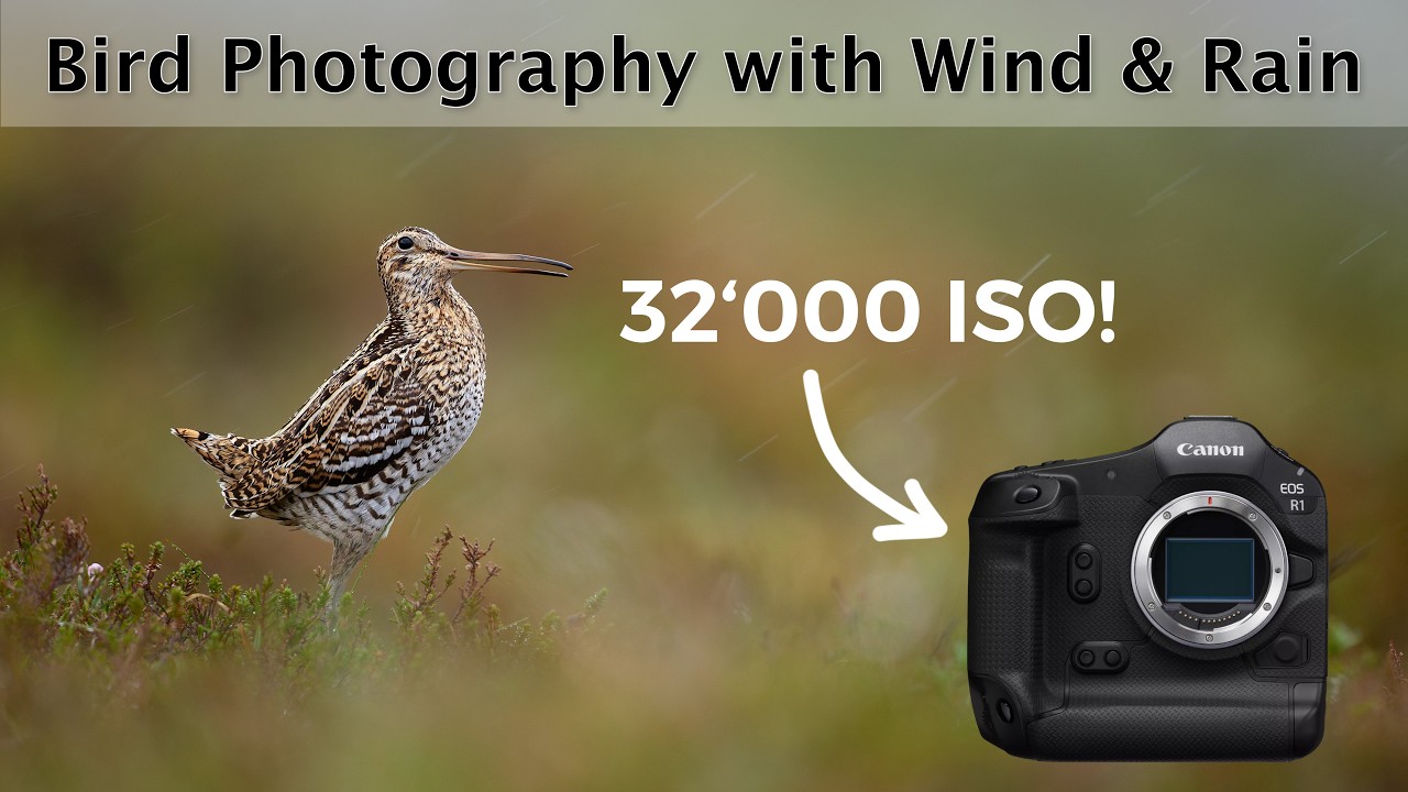 Great snipe at the lek - Extreme LOW-LIGHT bird photography