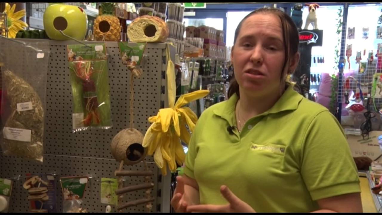 Hamster-hype geen succes voor hamsters: 