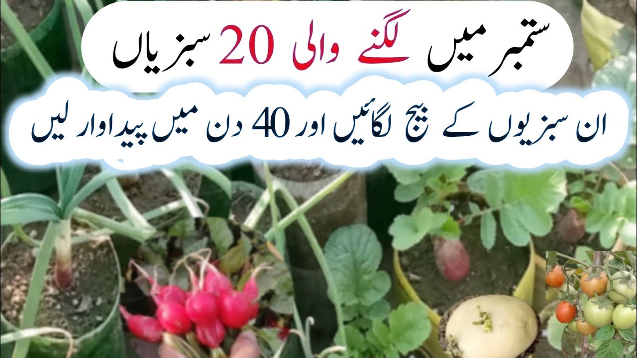 September mein konsi sabji lagaye|Grow these fast growing vegetables in September|urdu|hindi