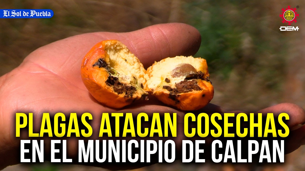 Gusano barrenador y otras plagas atacan cosechas en San Lucas Atzala