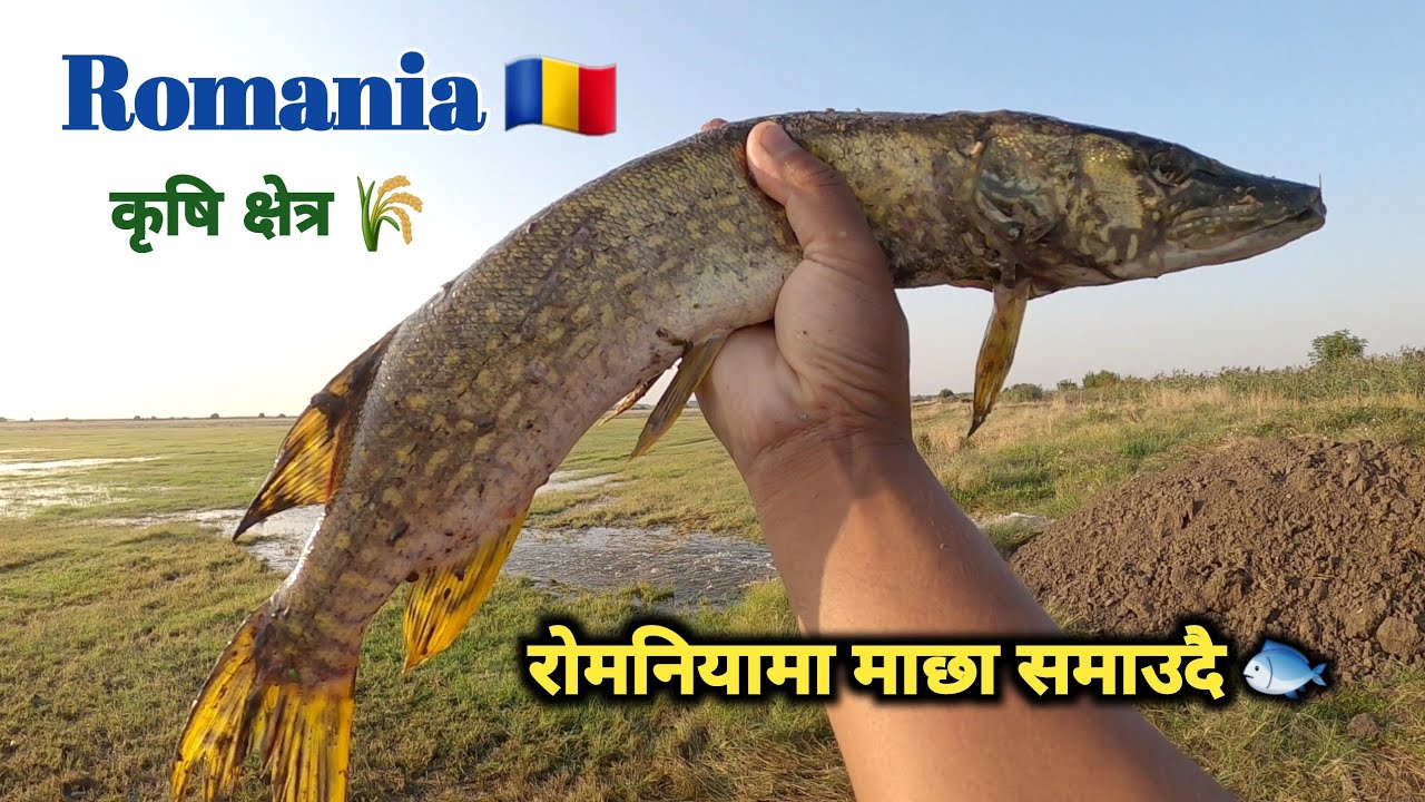 Romania 🇷🇴 || रोमनियाको खेतमा पानी लगाउदै माछा समाउदै 🐟 || कृषि क्षेत्र 🌾