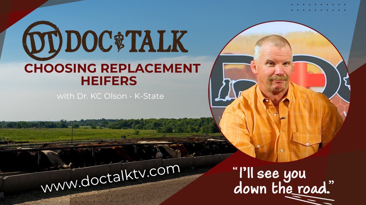 DocTalk Ep 254 - Choosing Replacement Heifers with Dr. KC Olson