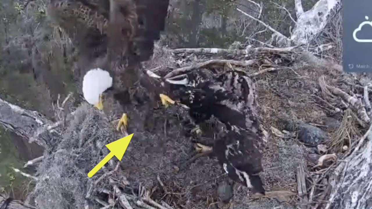 Dad brings live tortoise 🐢, Big eaglet bonk small eaglet | Kisatchie National Forest E-1 | Mar 5, 26