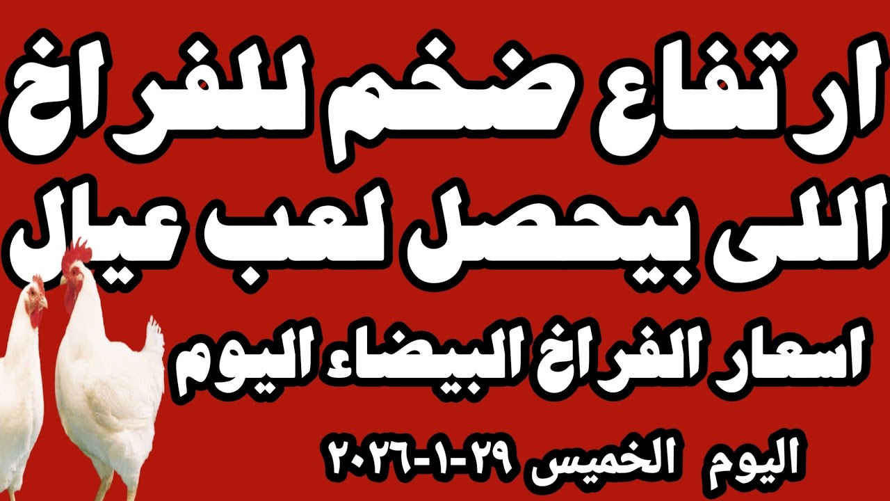 اسعار الفراخ البيضاء سعر الفراخ البيضاء اليوم الخميس ٢٩-١-٢٠٢٦ جمله وقطاعي في المحلات في مصر 