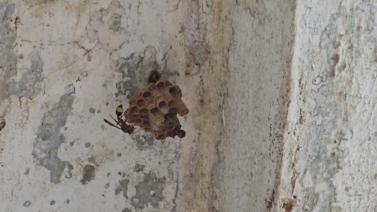 dark Red and yellow paper wasps making nest  .. 💛 👌