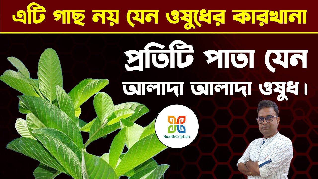 এই গাছের প্রতিটি পাতা ওষুধের থেকে কম নয়।How to Use Guava Leaves to Manage Diabetes Without Medicine