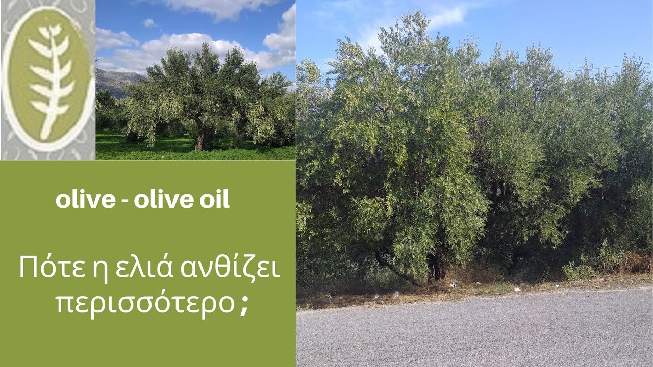 Πότε η ελιά ανθίζει περισσότερο ;