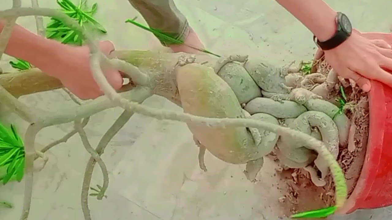 how to report 10 year old adenium plant/ dessert rose best soil mix #yasmeen #garden #gardening
